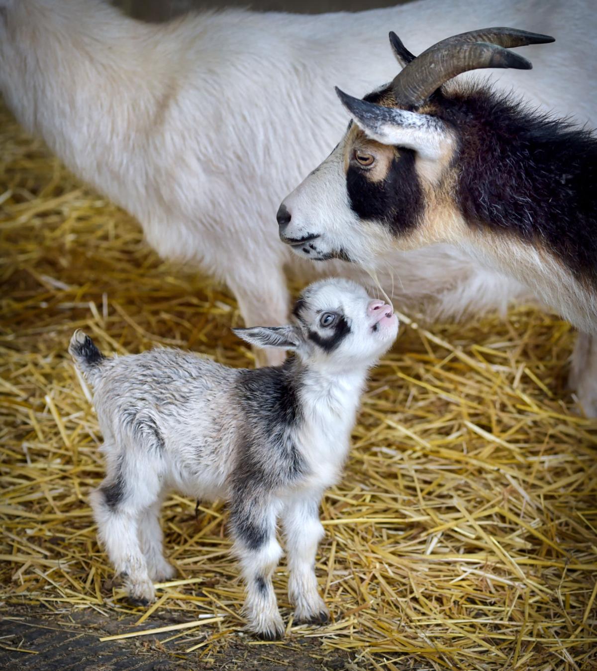 Goat Baby Shower and GoatAThon took place Saturday afternoon at Amish