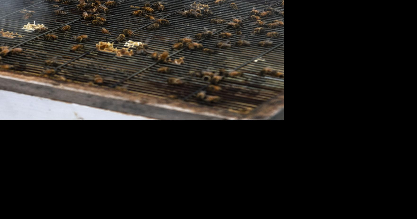 Lancaster's Youngest Beekeeper