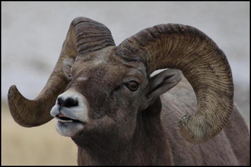 Sheep foundation rolls into downtown Lancaster this weekend Local