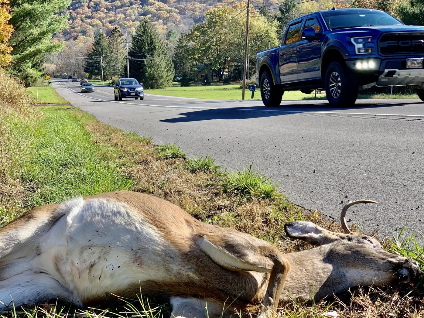 deer crossing