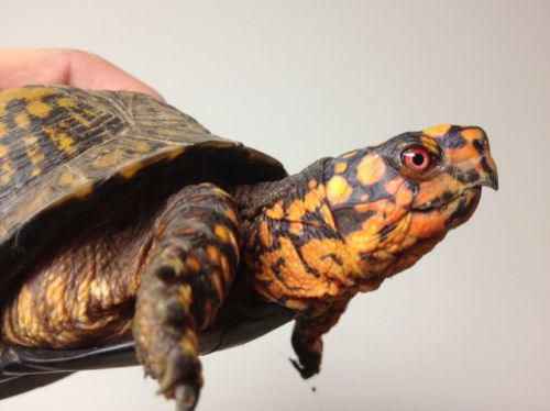 craigslist reptiles for sale