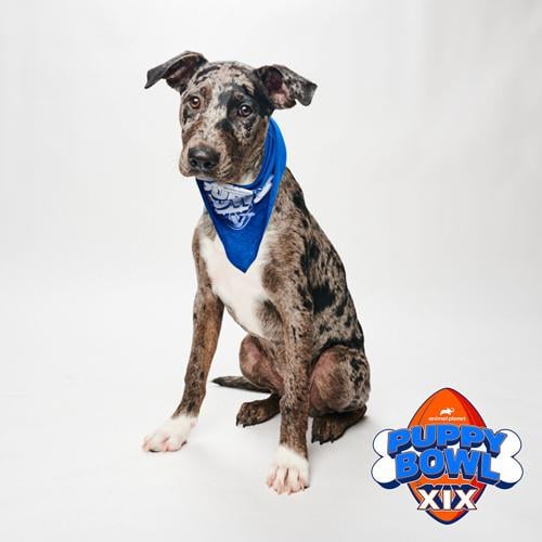 Oilers take puppy pictures to support animal rescue (PHOTOS)