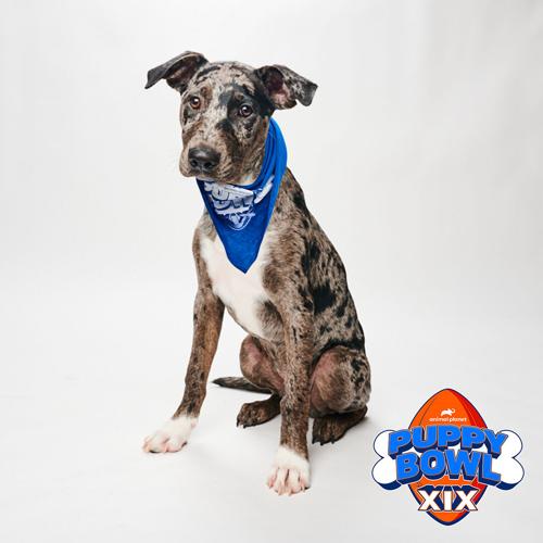 Local rescue to compete in 2023 Puppy Bowl