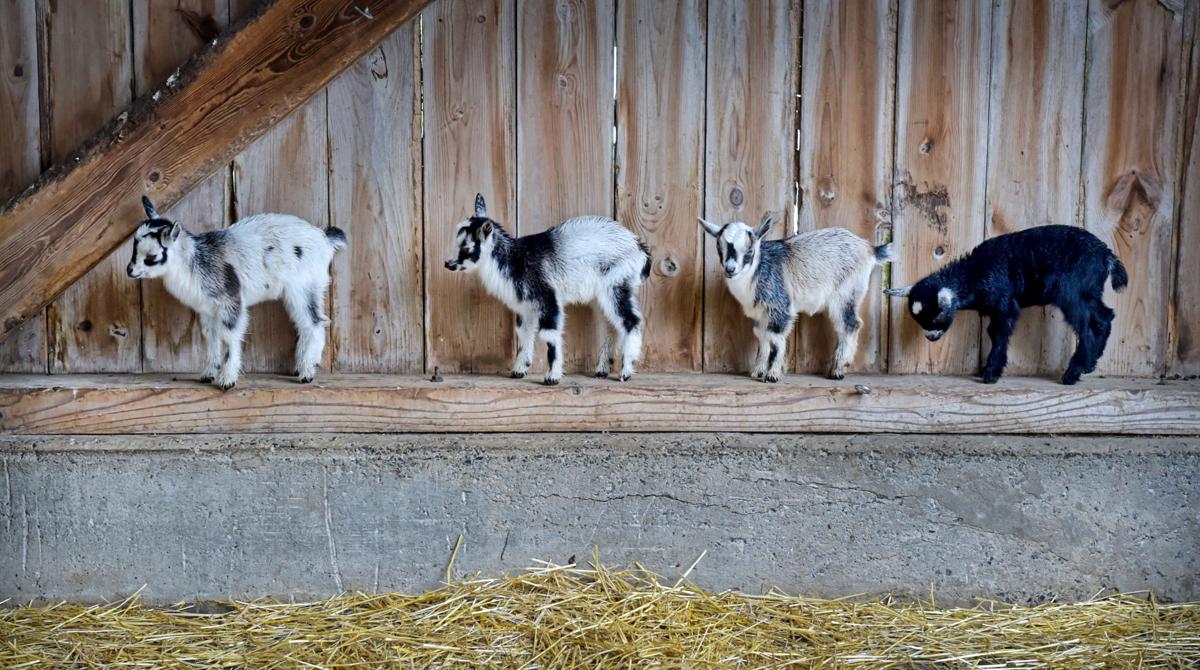 Goat Baby Shower and GoatAThon took place Saturday afternoon at Amish