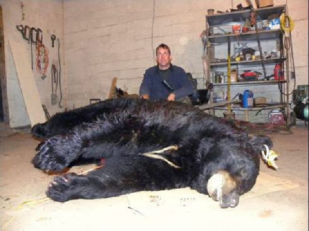 Hunters killed 2,920 black bears last year in Pennsylvania, none in Bucks  County