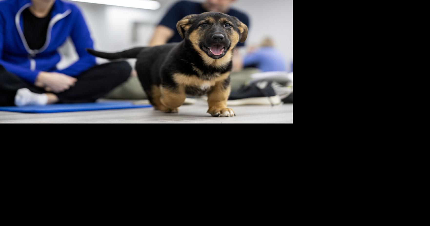 Canine exercise at Lancaster Paws and Poses yoga classes [photos ...