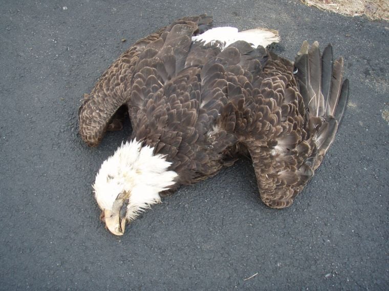 Eagle Died From Eating Improperly Disposed Carcass Of An Animal That ...