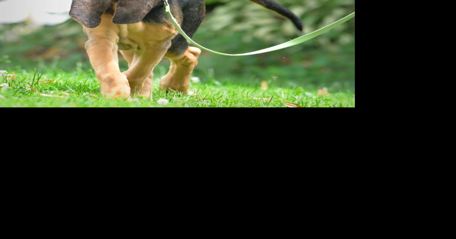 The Lancaster Kennel Club hosts Responsible Dog Ownership Day Sunday Entertainment