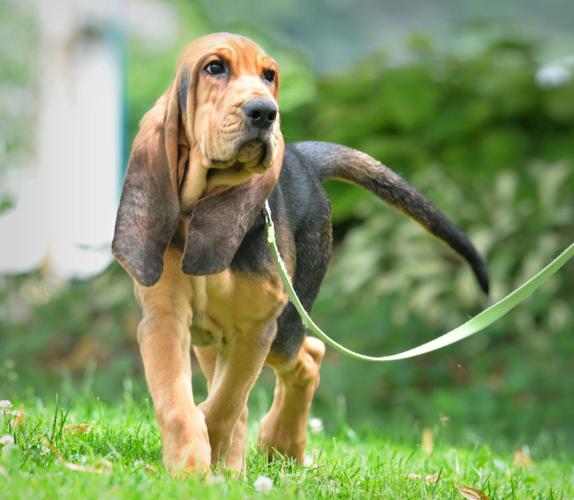 The Lancaster Kennel Club hosts Responsible Dog Ownership Day Sunday