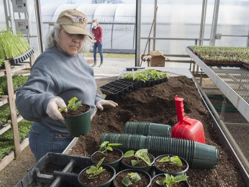 Four Generations Have Grown Plants In This Greenhouse In Lancaster County Photos Video Home Garden Pennsylvania News Today