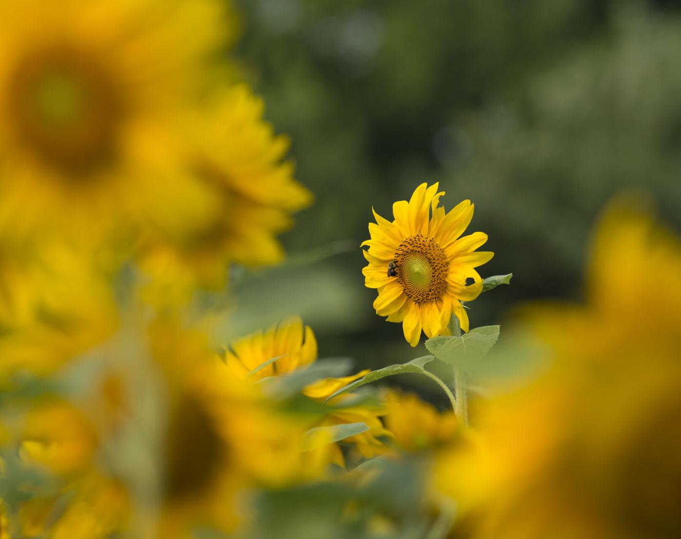 Wheatland Sunflower Field