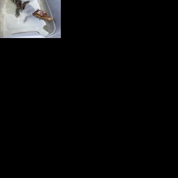 Caiman in poor health after recovery from Columbia storage unit | Local News