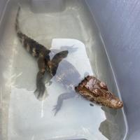 Caiman in poor health after recovery from Columbia storage unit | Local News Caiman in poor health after recovery from Columbia storage unit | Local News