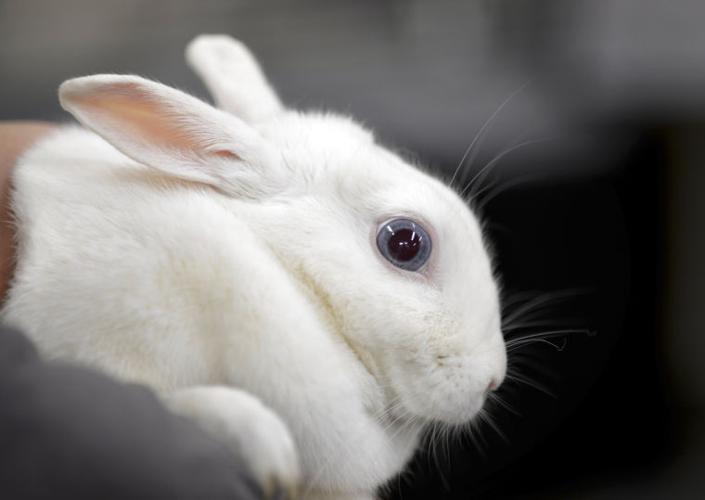 A real live Easter Bunny? Not the best holiday gift, local shelters