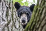 Hunter illegally kills first black bear ever harvested in Lancaster County: Game Commission
