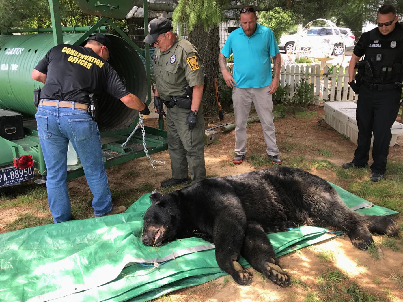 bear with recorded voice