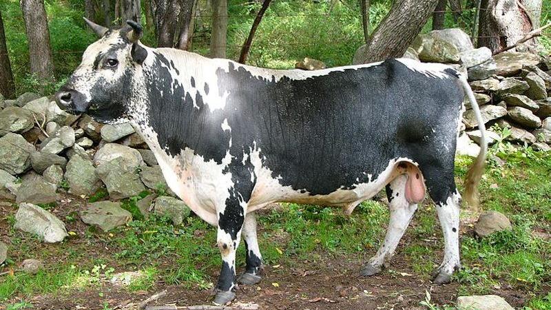 Rare Randall Lineback cattle have been revered since 1700s, called the 'breed that saved America' - Vimarsana News