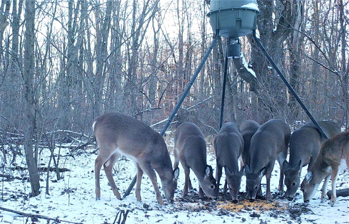 Pa Game Commission Explains Cwd Deer Feeding Ban Proposal Petition Opposes It Sports Lancasteronline Com