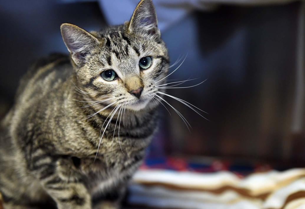 More cats and dogs will be available for adoption at the Lancaster