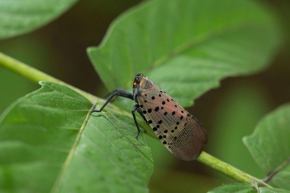 Spotted Lanternfly (Lycorma delicatula) Ecological