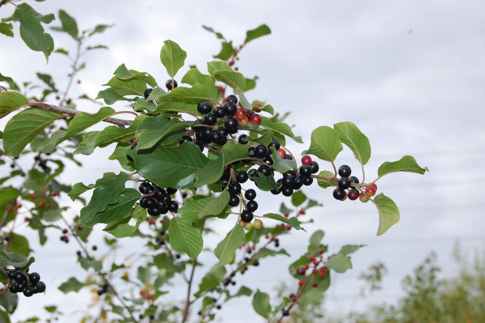 These are Pennsylvania's banned plants; What to plant instead Home