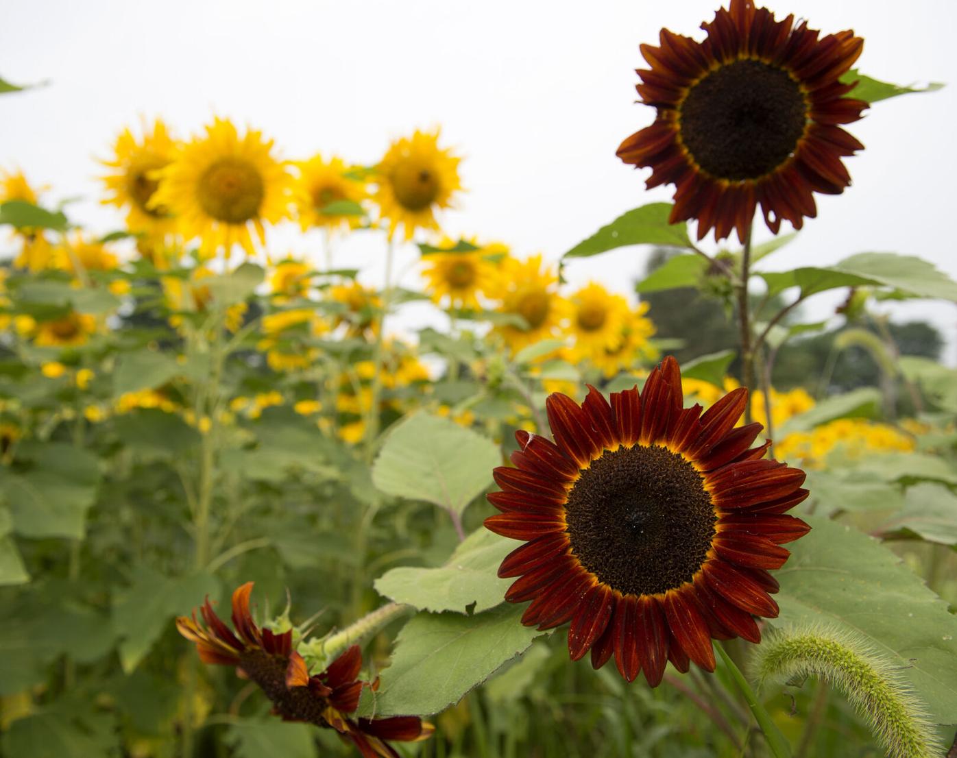 Wheatland Sunflower Field