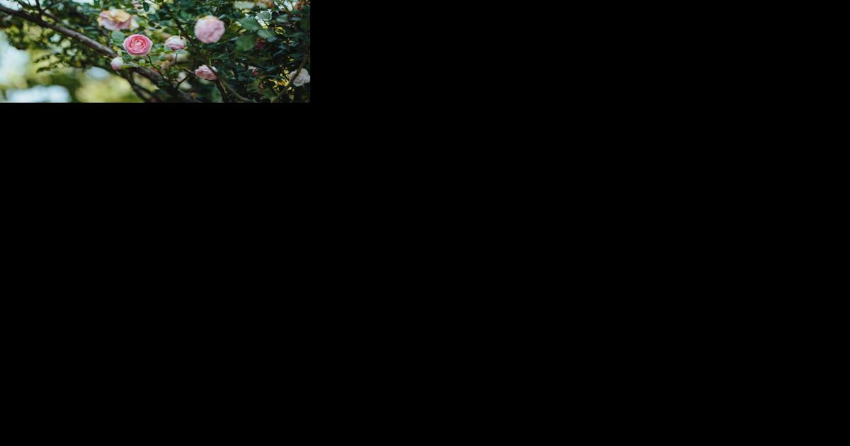 5 plant and patio tips from Martha Stewart, even if you don't have a 100-acre garden - Vimarsana News