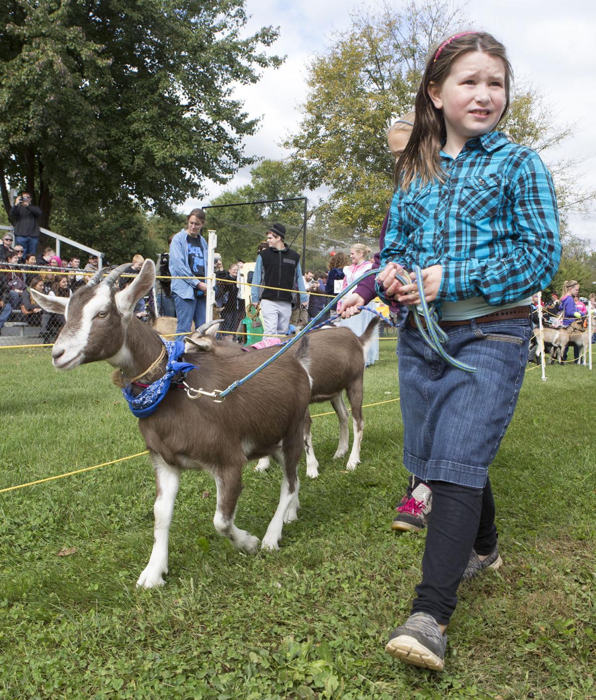 How the Falmouth Goat Races became an institution Local News