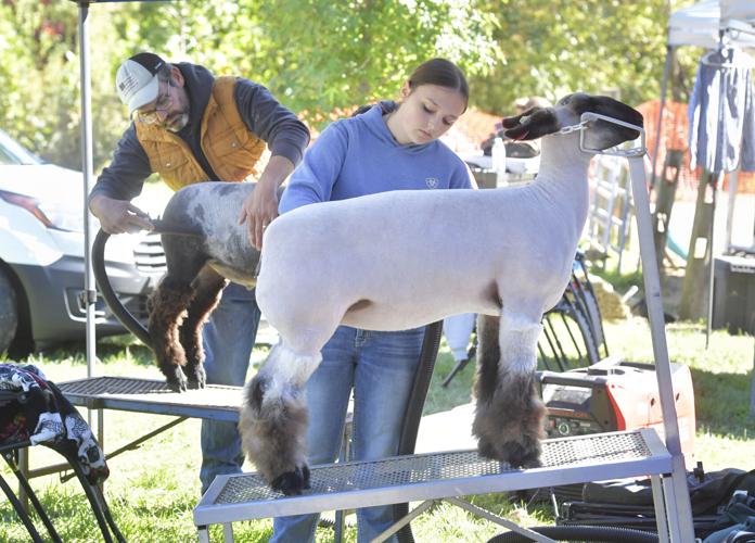 Manheim Farm Show livestock [photos] | Local News | lancasteronline.com