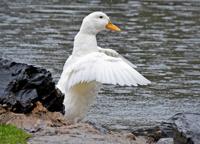 'No survival skills': Animal advocates aim to remove vulnerable ducks from Lancaster city park