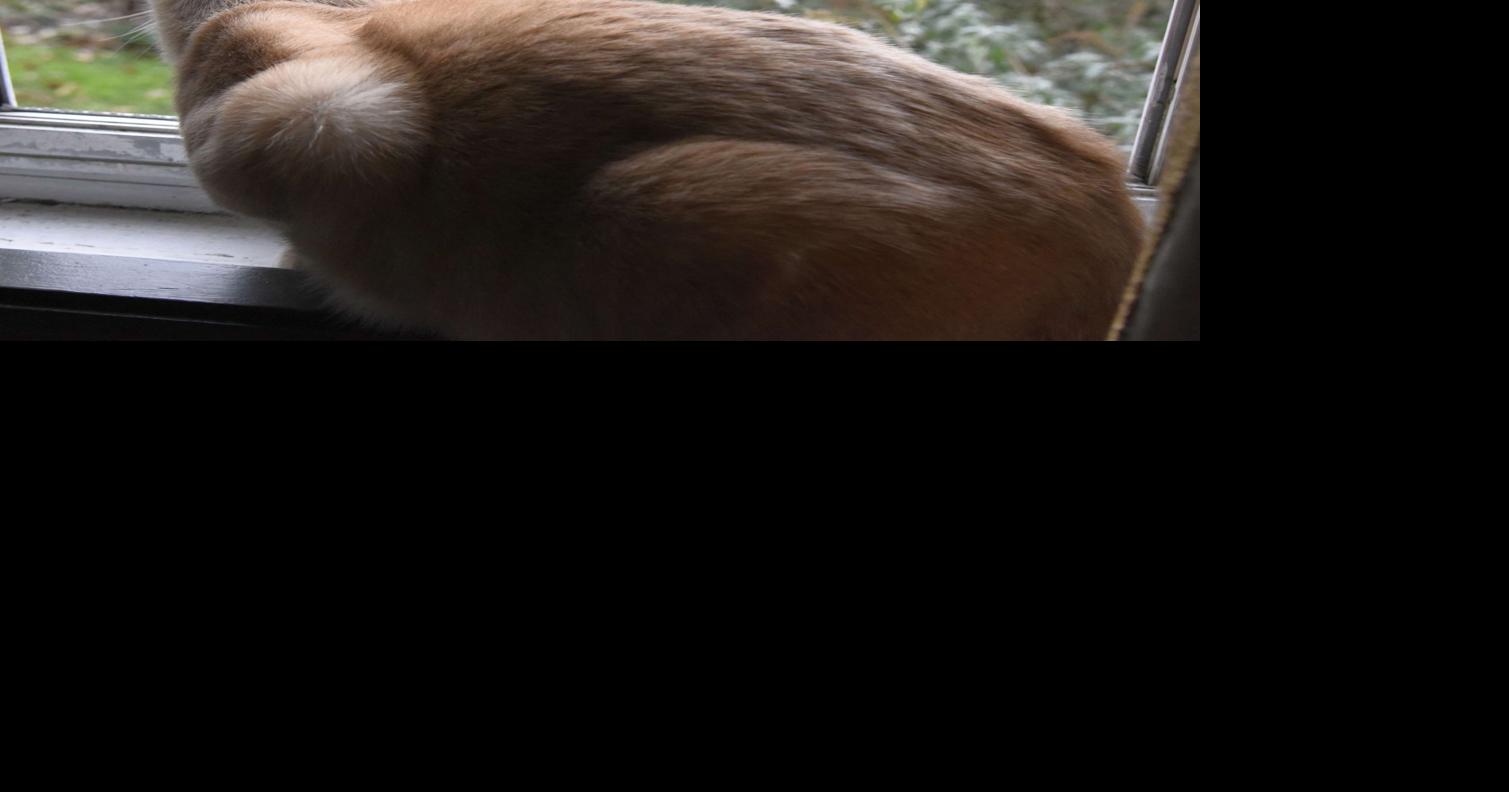 Killer cats What should we do about feral cats and pets that roam free