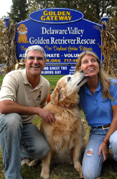gateway golden retriever rescue