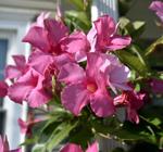 Make a terrarium, find a garden tour: 42 things for plant fans to try in July