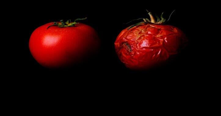 Is that tomato rotten or is it safe to eat? | Food | lancasteronline.com
