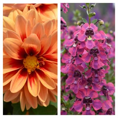 Favorite plants from the Lancaster County Flower Trial | Home & Garden |  lancasteronline.com