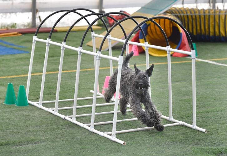 Rocky Creek Dog Agility 23.jpg