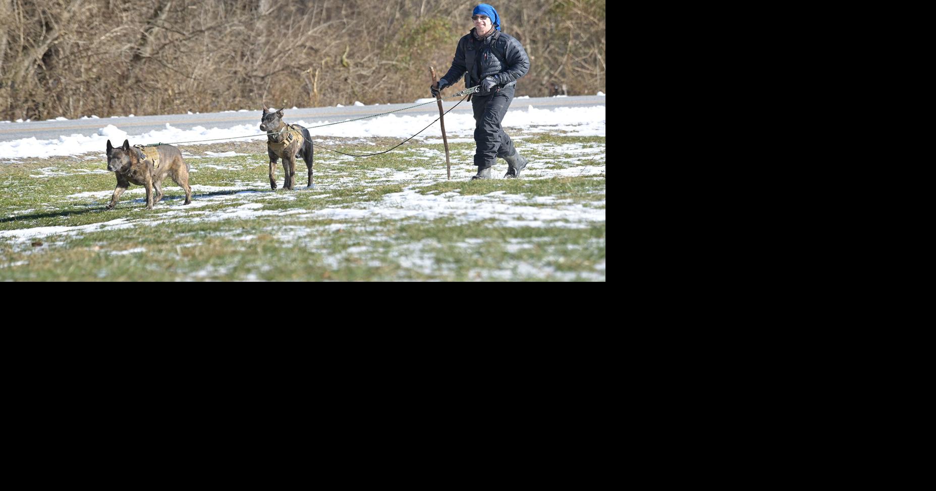 Mystery illness killing dogs in other states; here’s what we know about