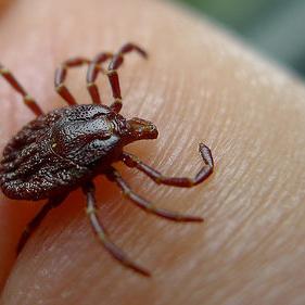 New online dashboard shows Lyme, tickborne disease cases in Lancaster County - Vimarsana News