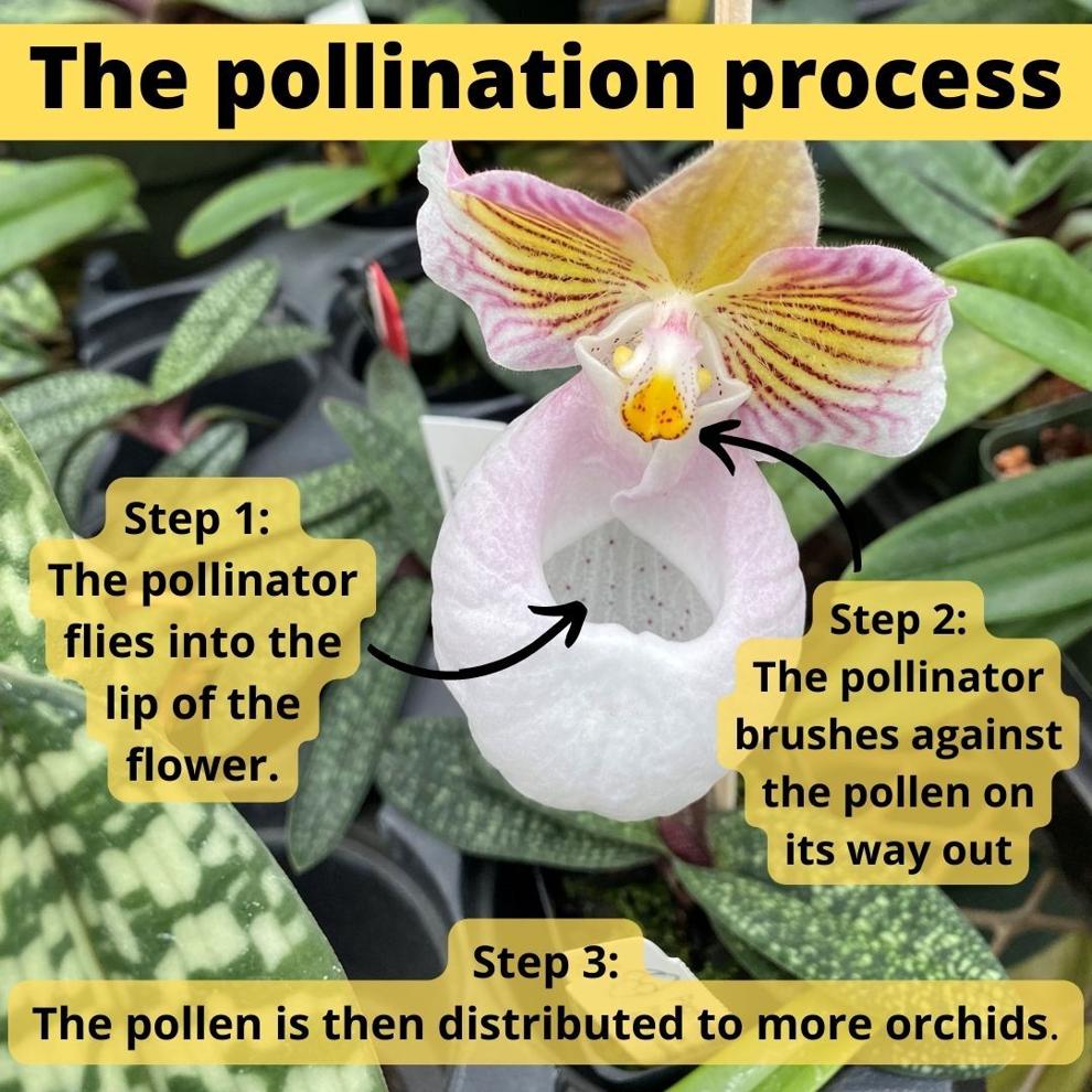 A tour inside Lancaster's orchidfilled greenhouses; learn how to grow