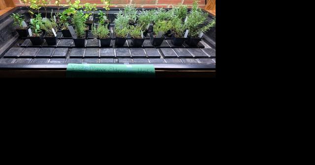 ElderGrow helps senior living communities create indoor gardens for cooking, craft projects - Vimarsana News