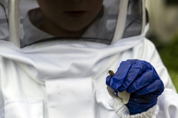 'They accept me' Meet 7yearold beekeeper from Lancaster County whose