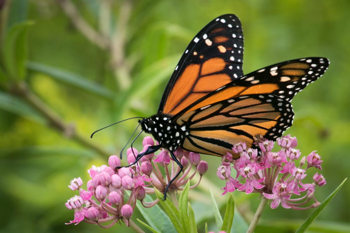 9 things you can do to save monarch butterflies | Home & Garden ...