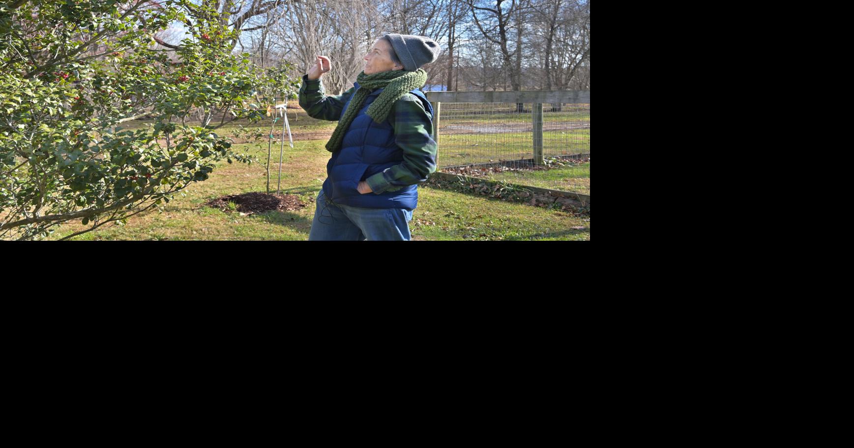 This nursery is one of just a few holly arboretums in the world; here's how to tour it [photos, video] Dec 5, 2025