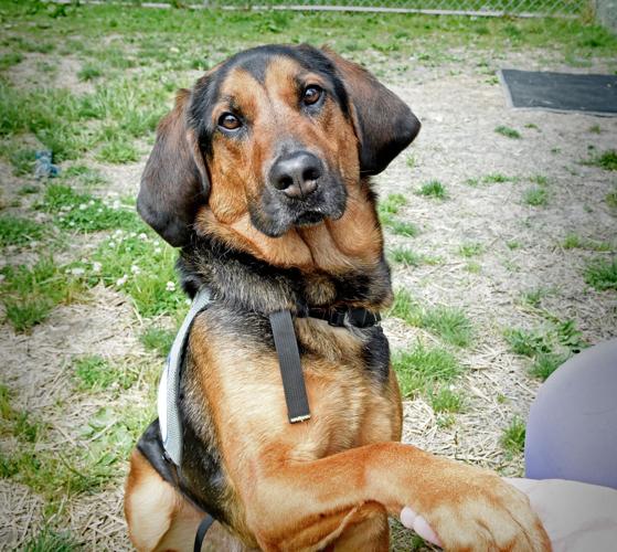 Enhed Orphan Alle slags Pet of the week: Adopt Max, a bloodhound mix with a big personality | Local  News | lancasteronline.com