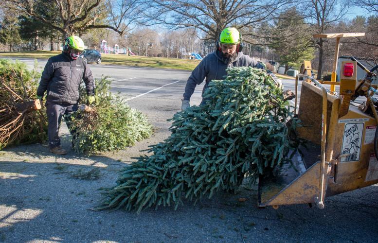 Christmas trees turned into mulch [photos] Local News