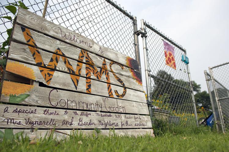 Wheatland Community Sunflower Garden [photos]