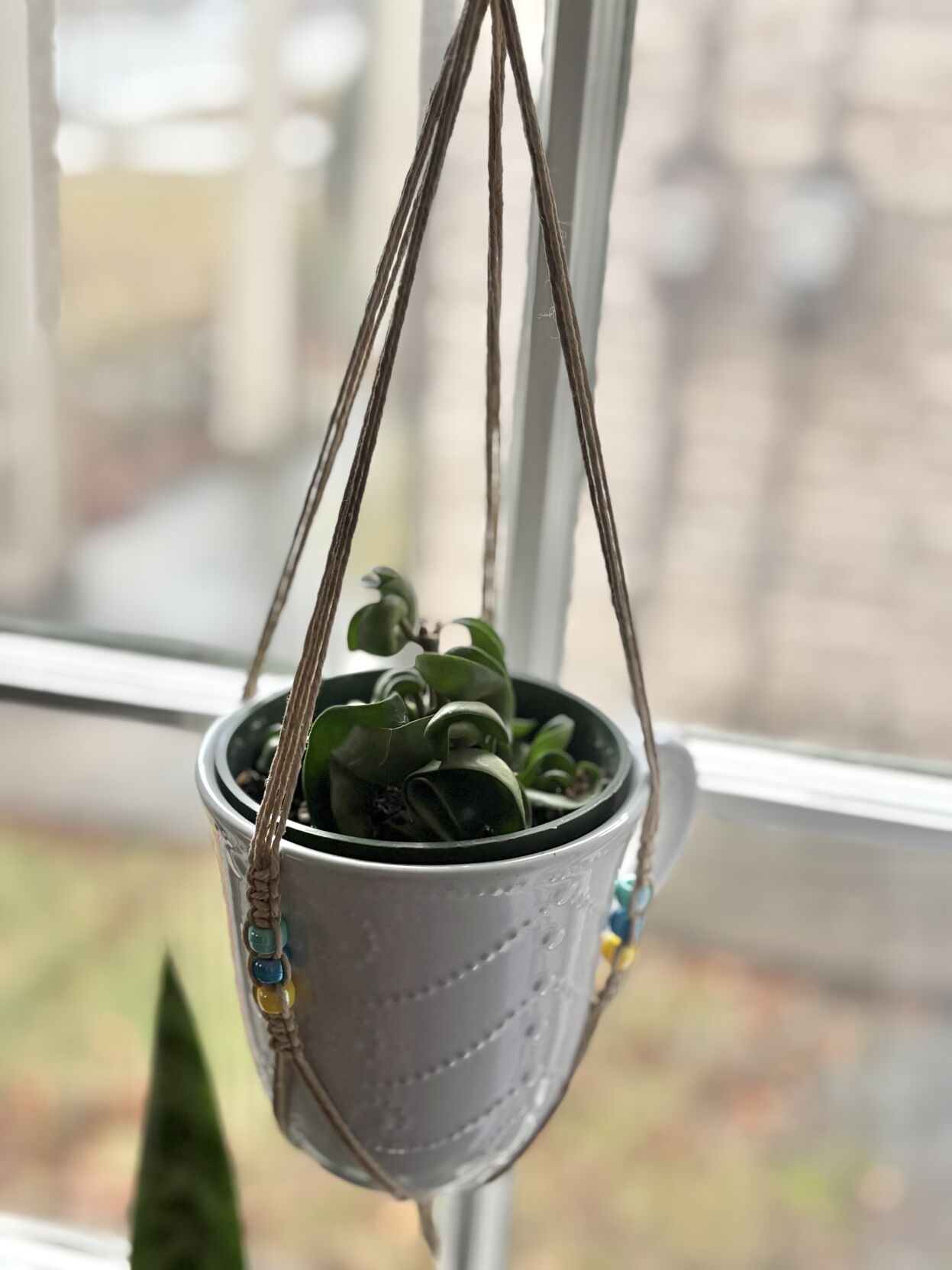 4 unique plants from Pa. Farm Show vendor [photos] | | lancasteronline.com