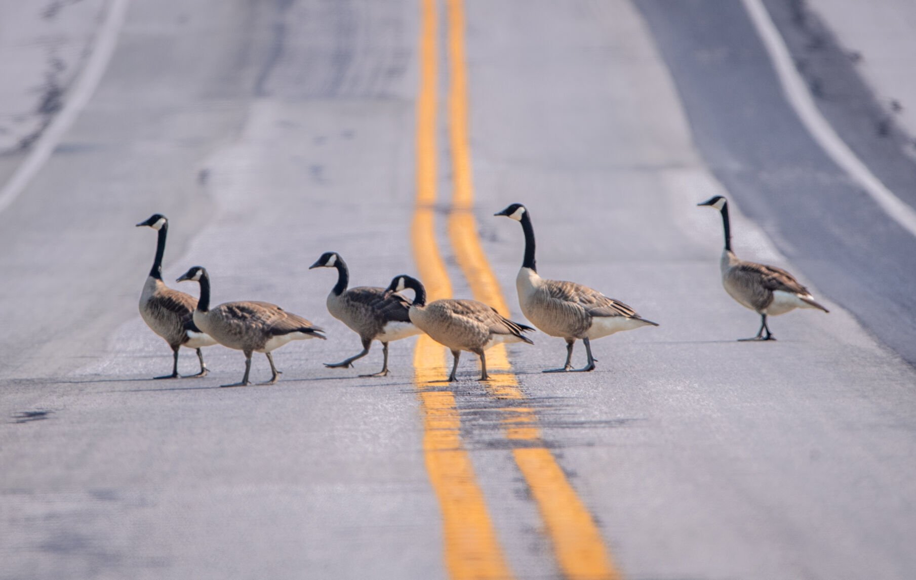 Here s why you might see Canada geese wandering across Lancaster County roadways this time of year Local News lancasteronline