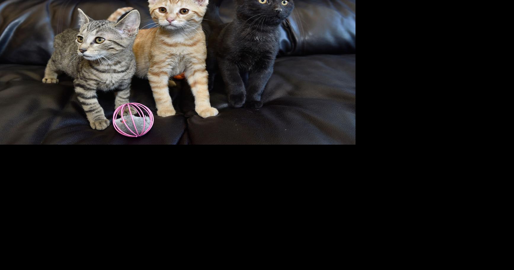 Pet of the week 3 male kittens need a place to call home Local News
