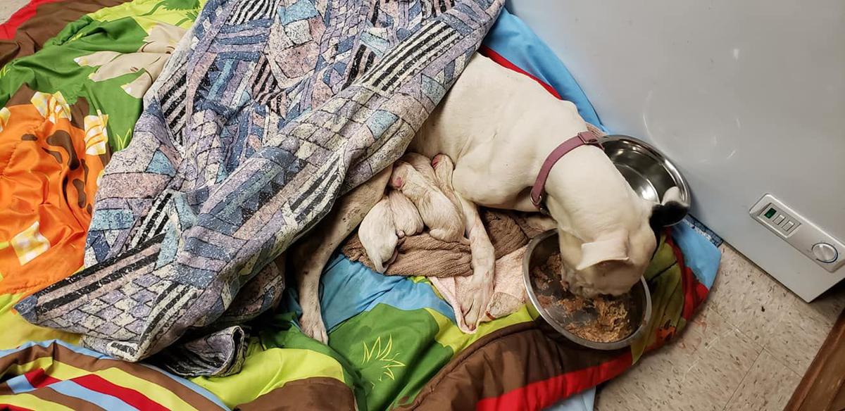 7 Puppies Safe After Police Officer Helps Transfer Boxer S